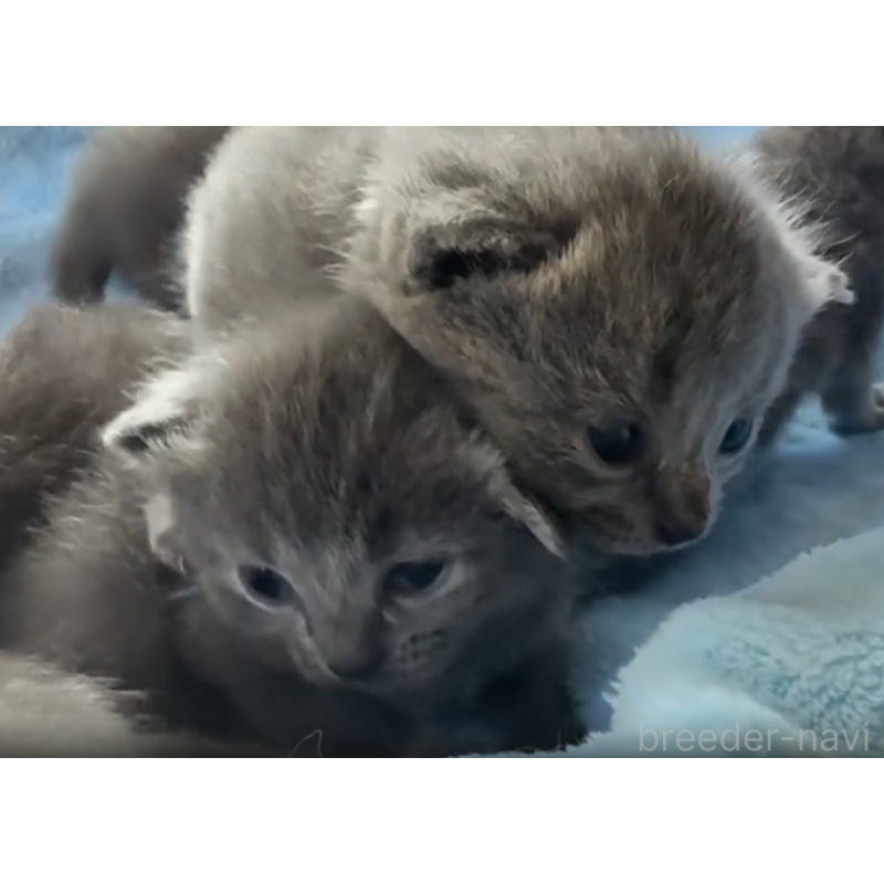 販売中の静岡県のシャルトリュー-131509の3枚目