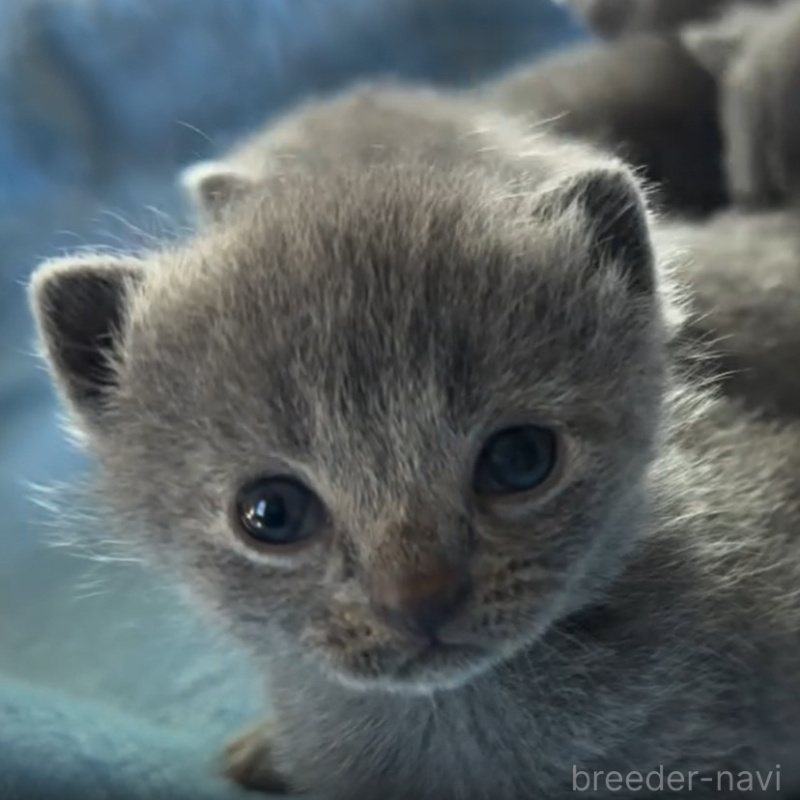 販売中の静岡県のシャルトリュー-131509の1枚目