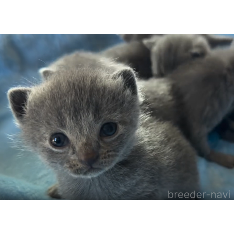 販売中の静岡県のシャルトリュー-131509の2枚目