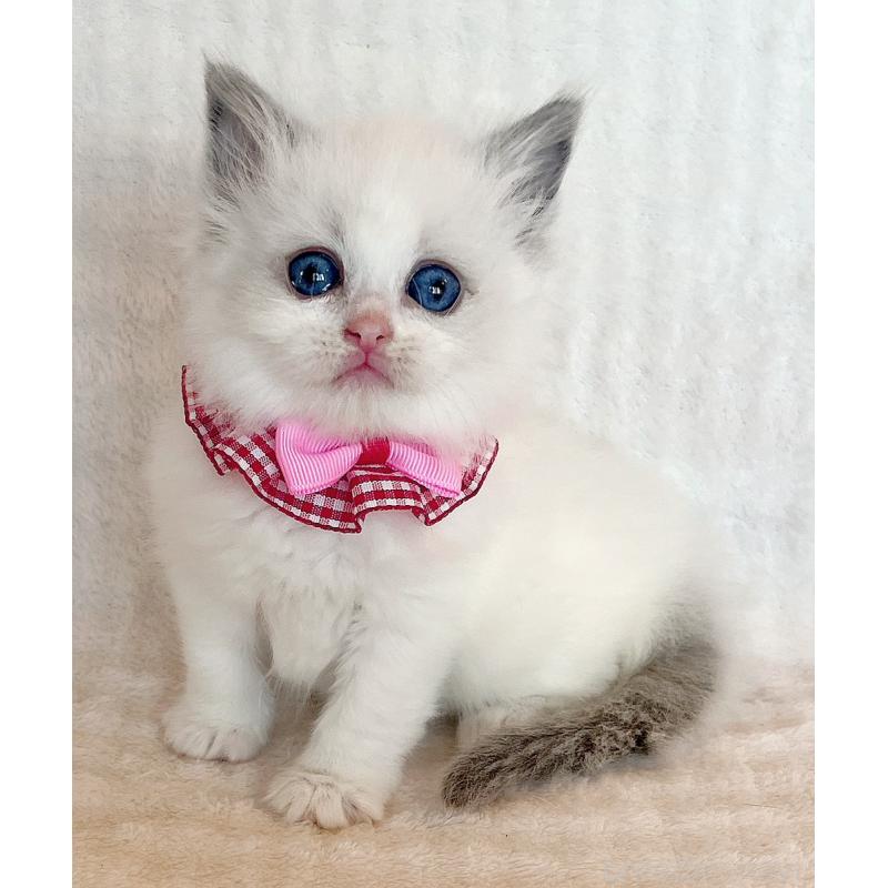 販売中の福島県のラグドール-131510の5枚目