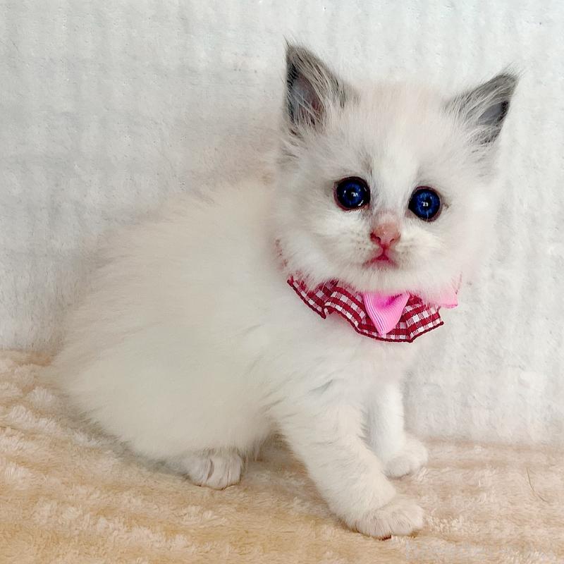 販売中の福島県のラグドール-131510の4枚目