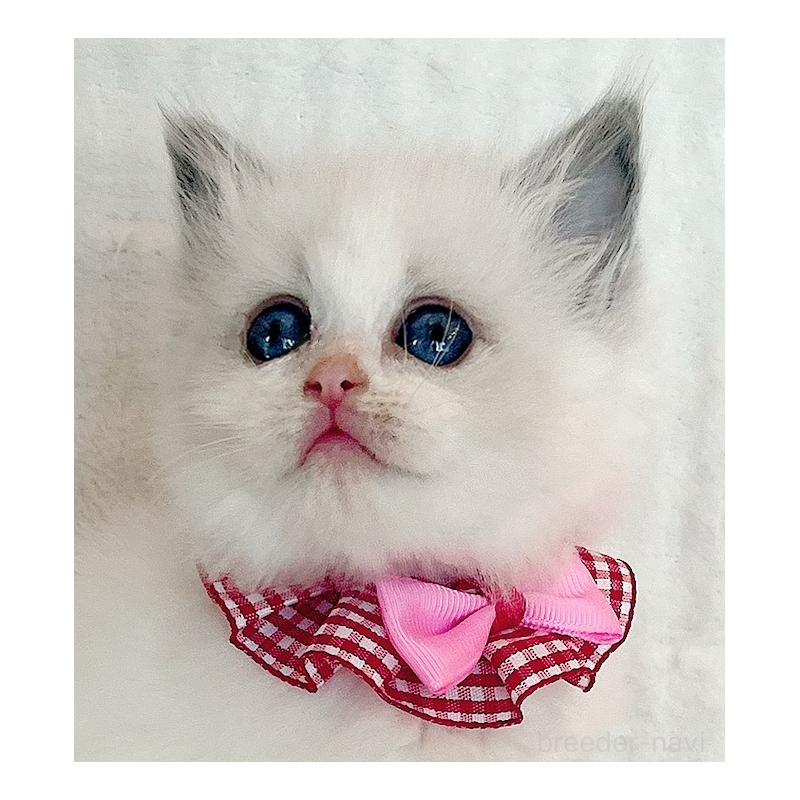 販売中の福島県のラグドール-131510の3枚目