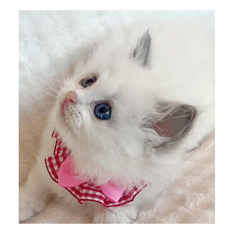 販売中の福島県のラグドール-131510の2枚目