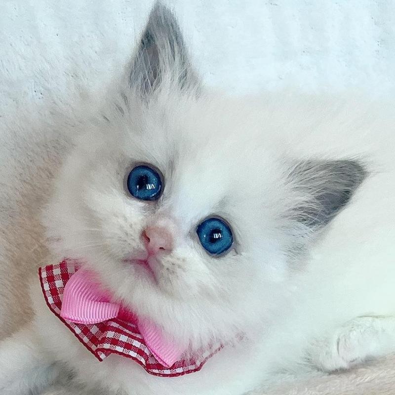 販売中の福島県のラグドール-131510