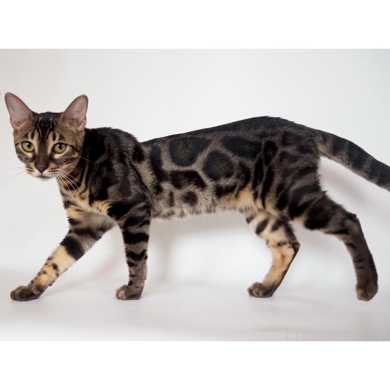 テトちゃん1枚目