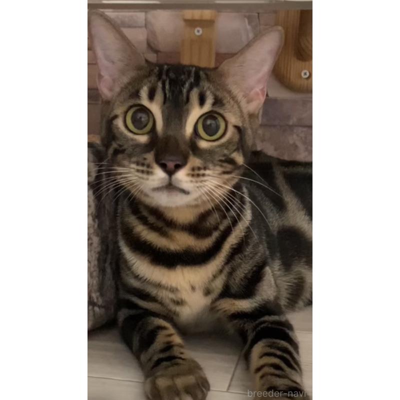 テトちゃん1枚目