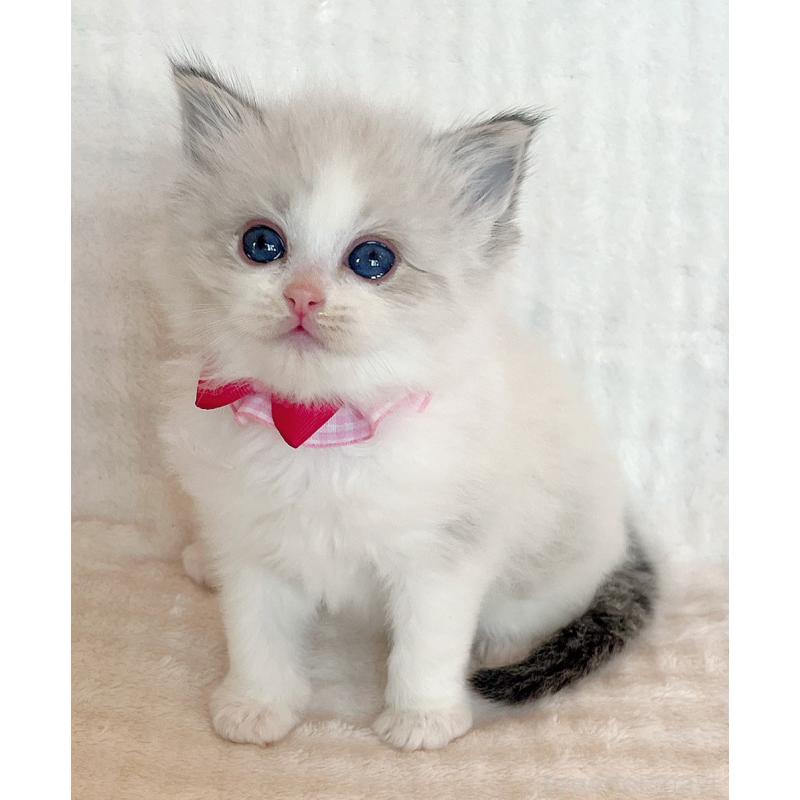 販売中の福島県のラグドール-131511の5枚目