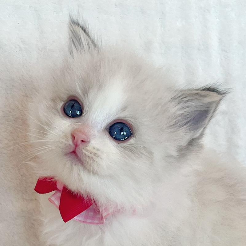 販売中の福島県のラグドール-131511