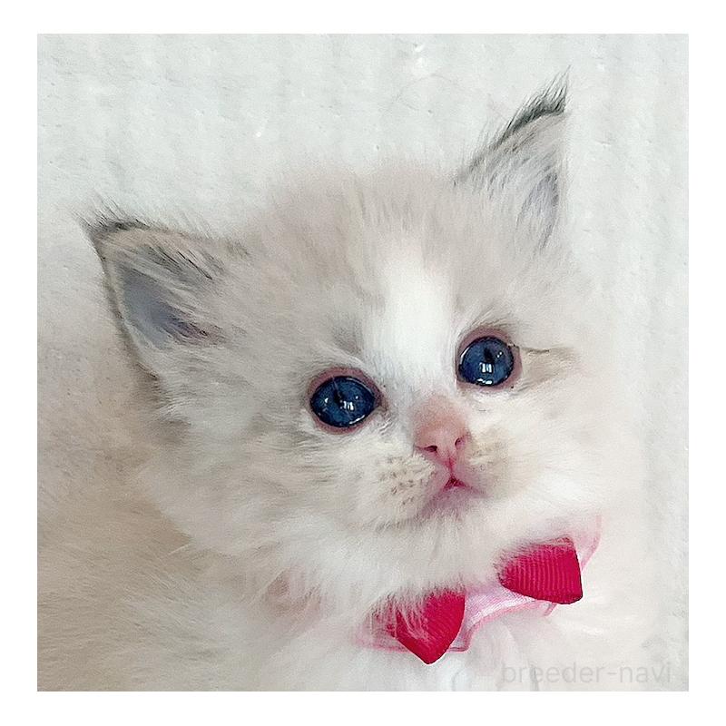 販売中の福島県のラグドール-131511の4枚目