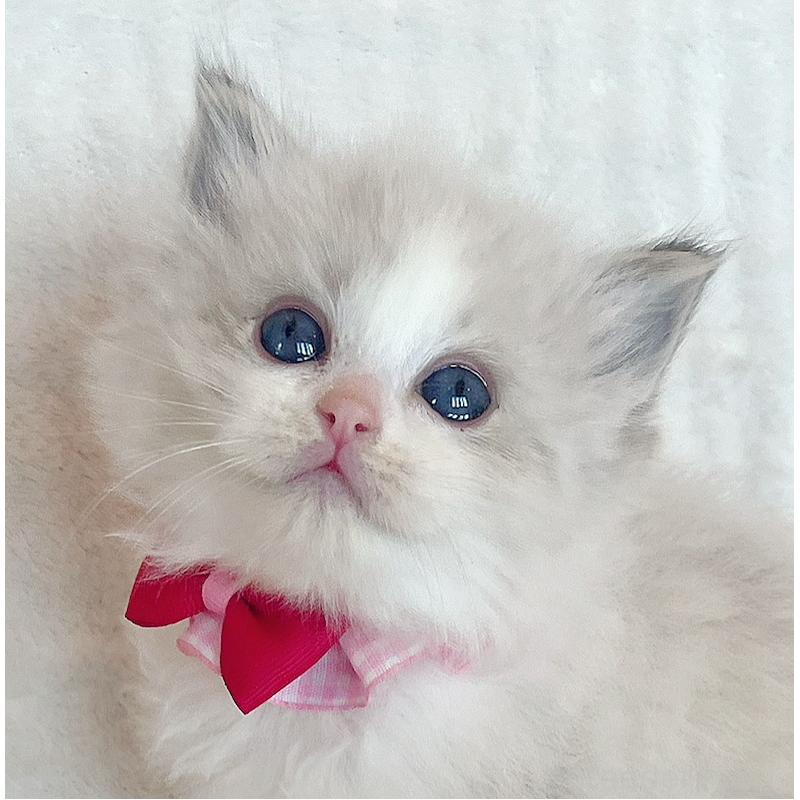 販売中の福島県のラグドール-131511の3枚目