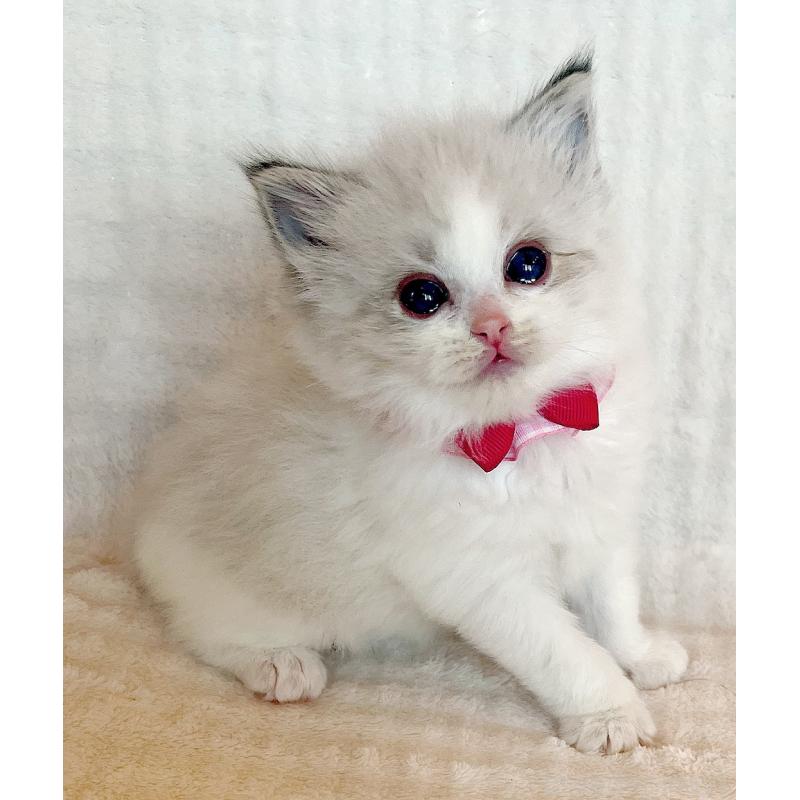 販売中の福島県のラグドール-131511の2枚目