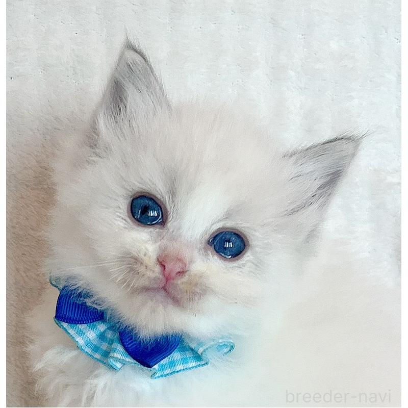 販売中の福島県のラグドール-131517の4枚目