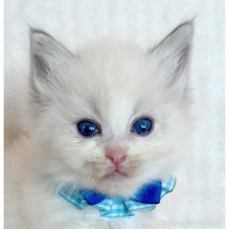 販売中の福島県のラグドール-131517の5枚目