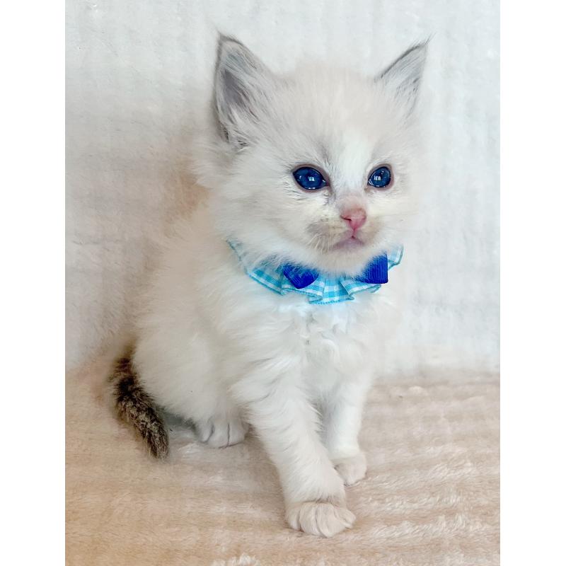 販売中の福島県のラグドール-131517の3枚目