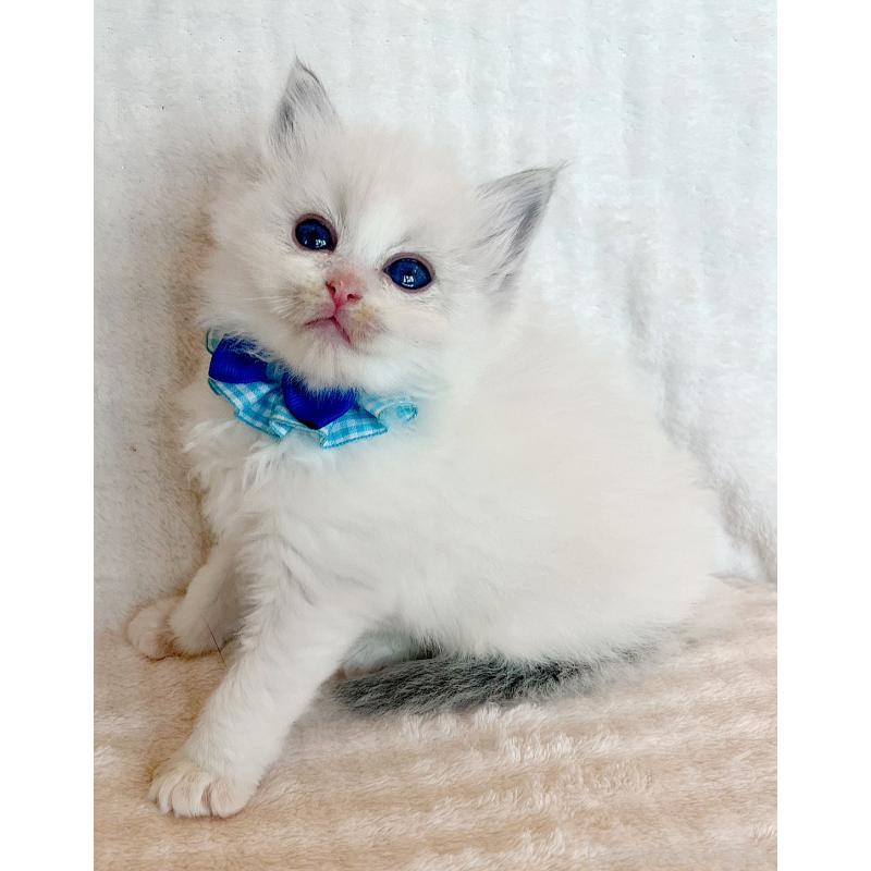 販売中の福島県のラグドール-131517の2枚目