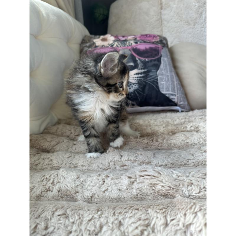 販売中の愛知県のメインクーン-131518の7枚目