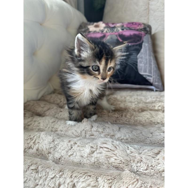 販売中の愛知県のメインクーン-131518の6枚目