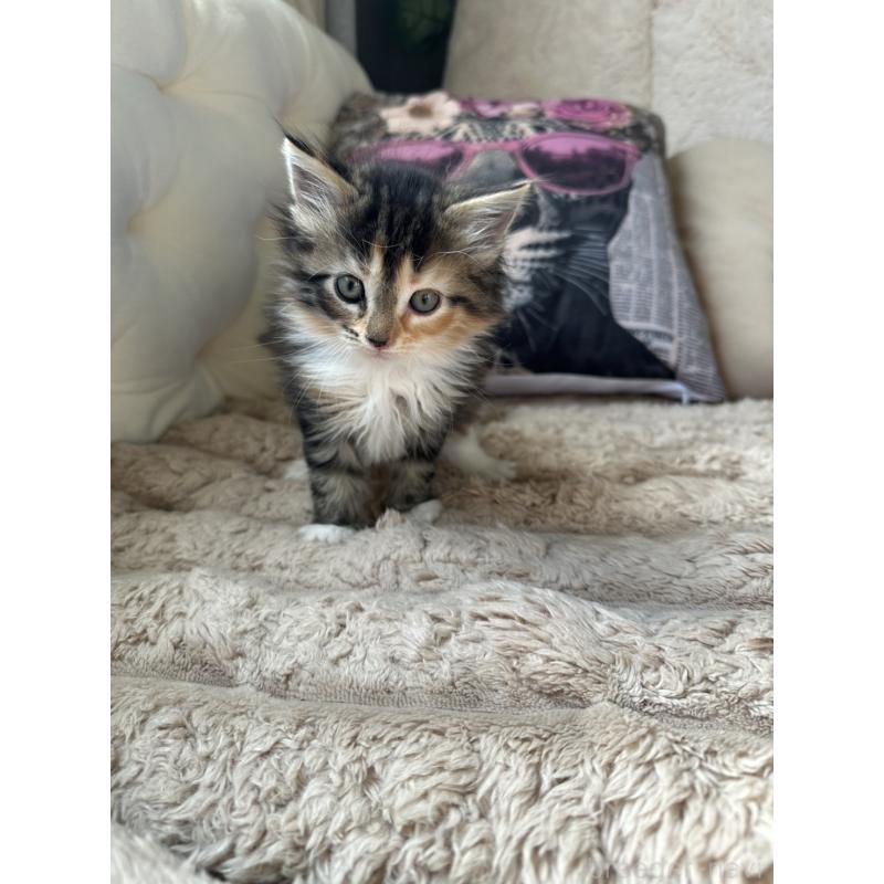 販売中の愛知県のメインクーン-131518の5枚目