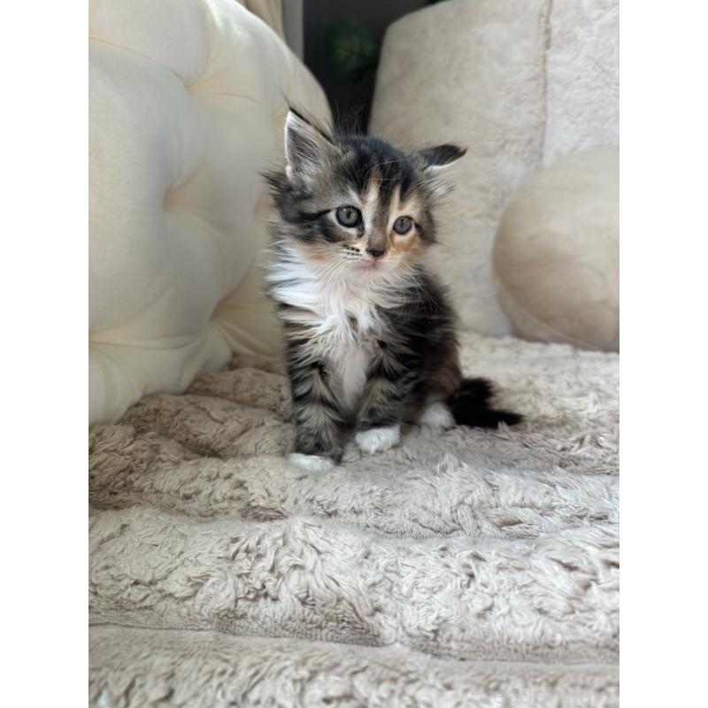 販売中の愛知県のメインクーン-131518の4枚目