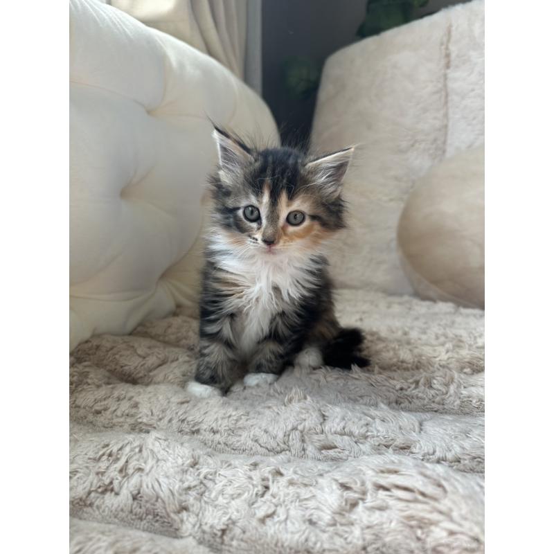 販売中の愛知県のメインクーン-131518の3枚目