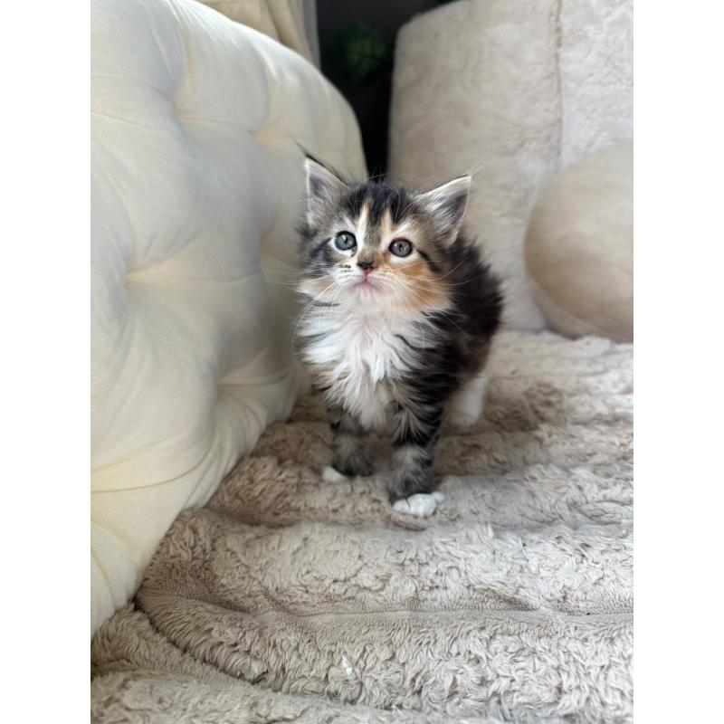 販売中の愛知県のメインクーン-131518の2枚目