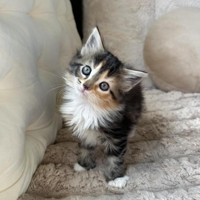 販売中の愛知県のメインクーン-131518の1枚目