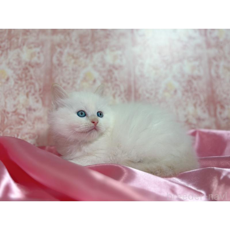 販売中の石川県のラグドール-131519の3枚目