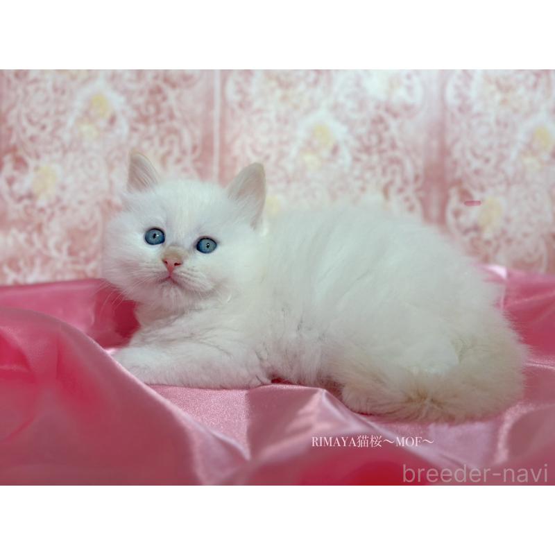 販売中の石川県のラグドール-131519の2枚目