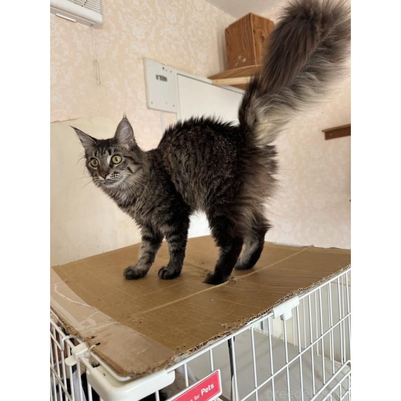 販売中の愛知県のメインクーン-131520の10枚目