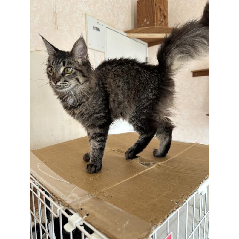 販売中の愛知県のメインクーン-131520の9枚目