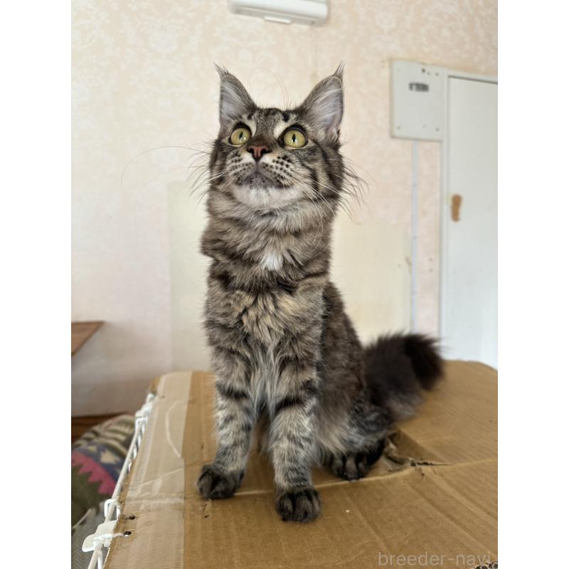 販売中の愛知県のメインクーン-131520の8枚目