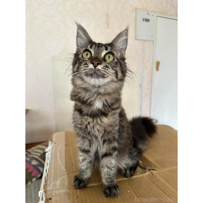 販売中の愛知県のメインクーン-131520の7枚目