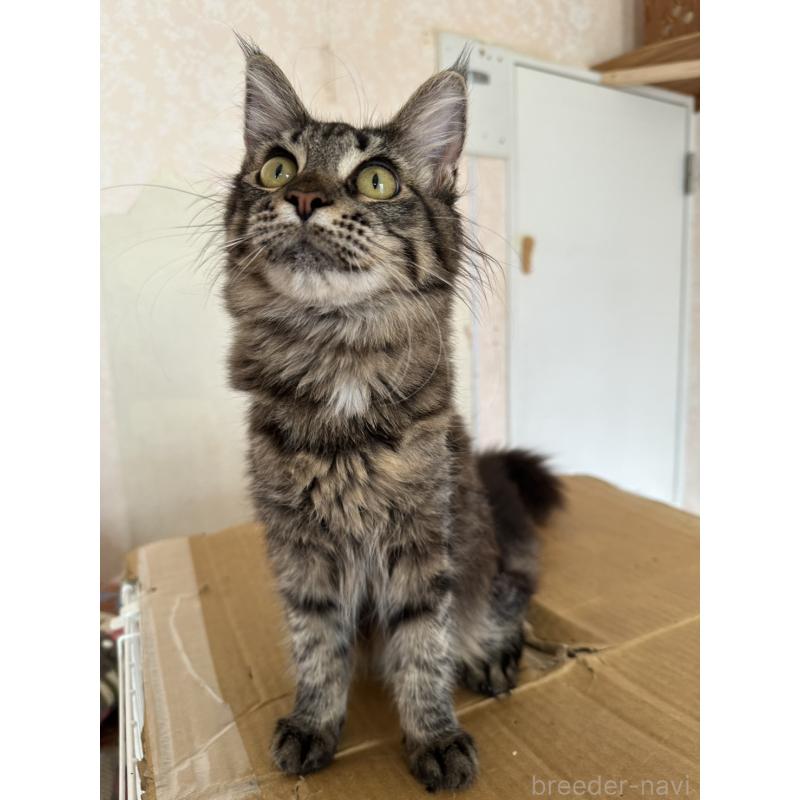 販売中の愛知県のメインクーン-131520の6枚目