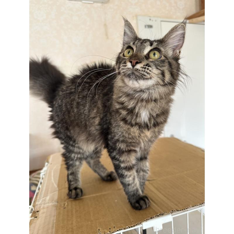 販売中の愛知県のメインクーン-131520の5枚目