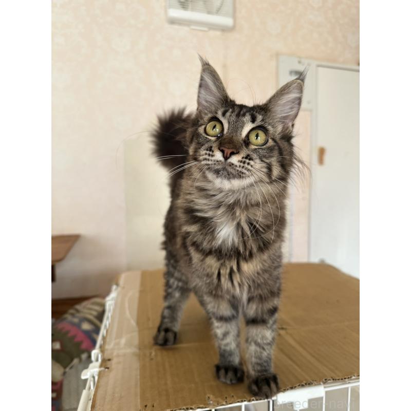 販売中の愛知県のメインクーン-131520の4枚目