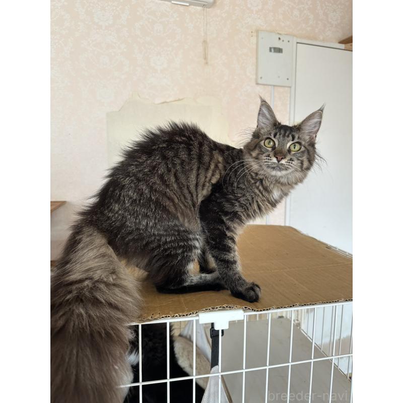 販売中の愛知県のメインクーン-131520の3枚目