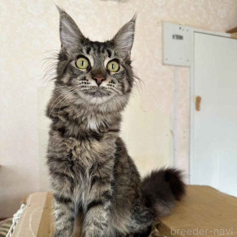 販売中の愛知県のメインクーン-131520