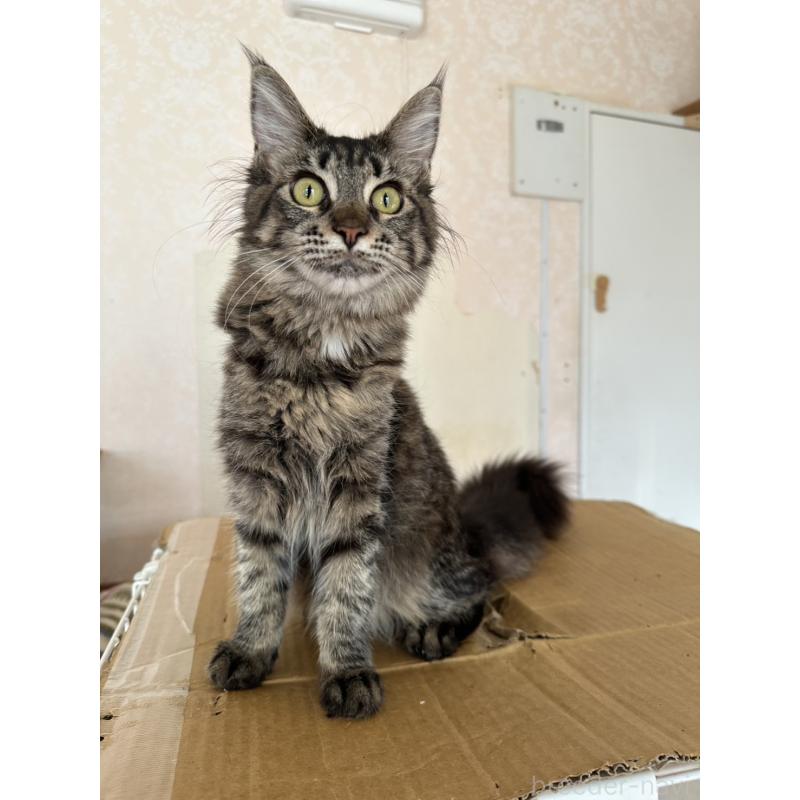 販売中の愛知県のメインクーン-131520の2枚目