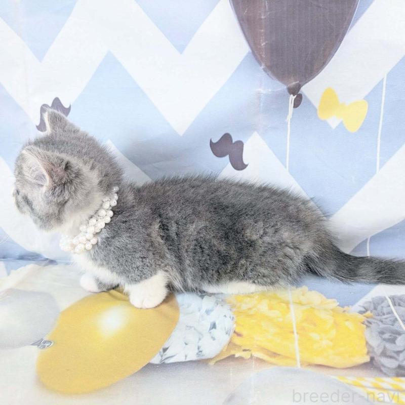 販売中の埼玉県のマンチカン(短足)-131522の7枚目