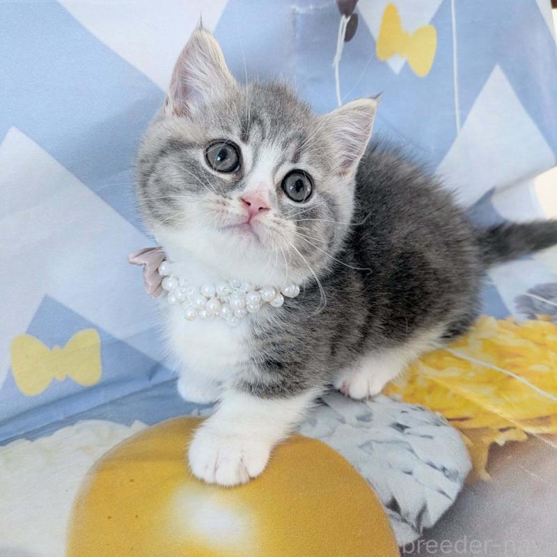 販売中の埼玉県のマンチカン(短足)-131522の6枚目