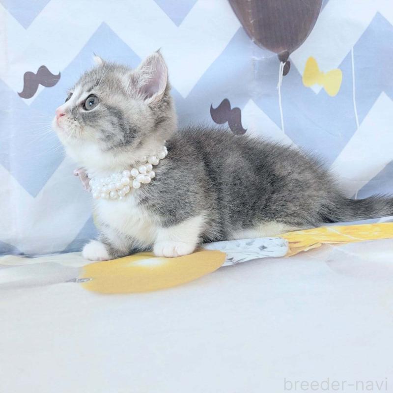 販売中の埼玉県のマンチカン(短足)-131522の5枚目