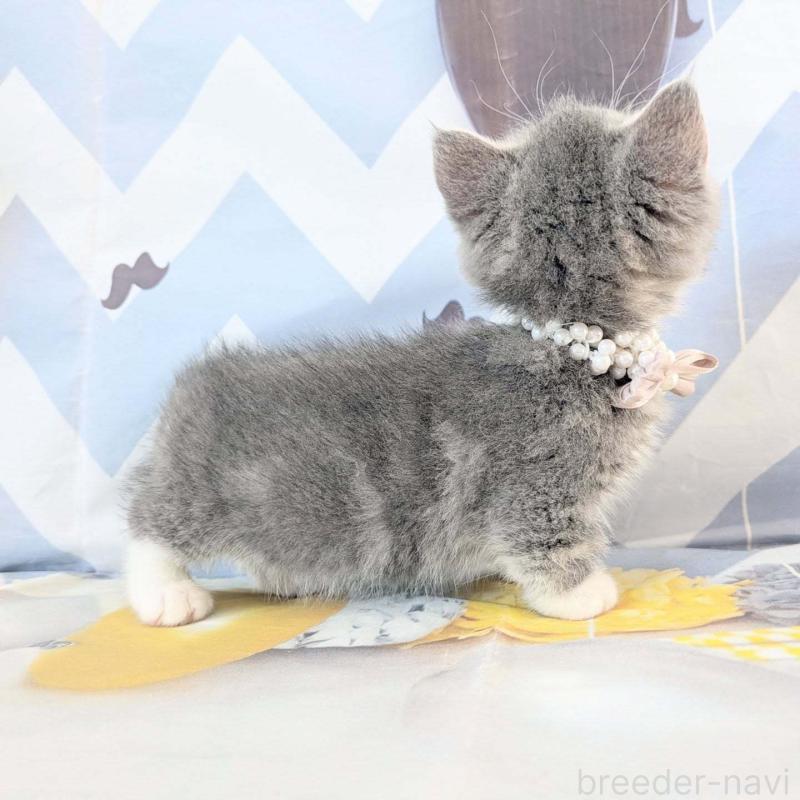 販売中の埼玉県のマンチカン(短足)-131522の4枚目