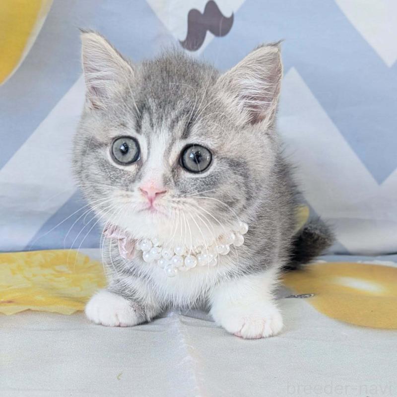 販売中の埼玉県のマンチカン(短足)-131522の3枚目