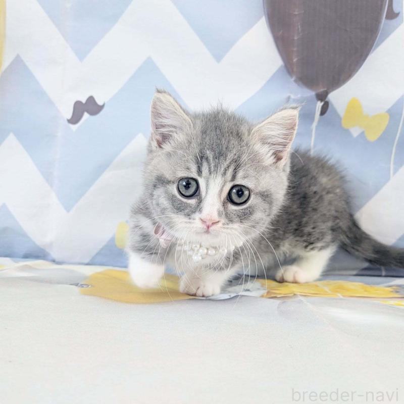 販売中の埼玉県のマンチカン(短足)-131522の2枚目