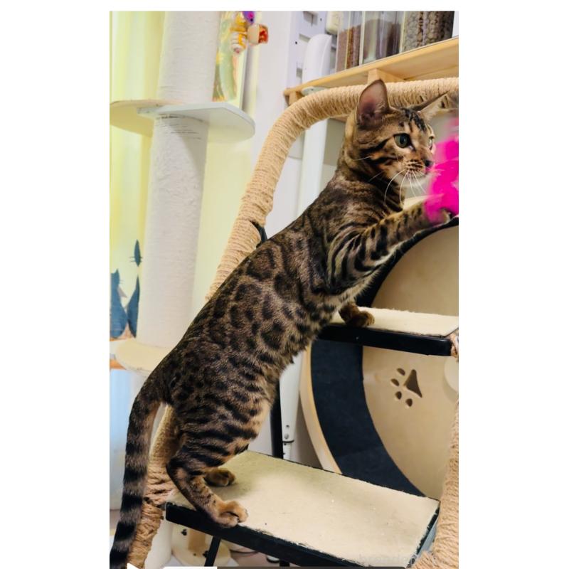 販売中の千葉県のベンガル-129365の3枚目