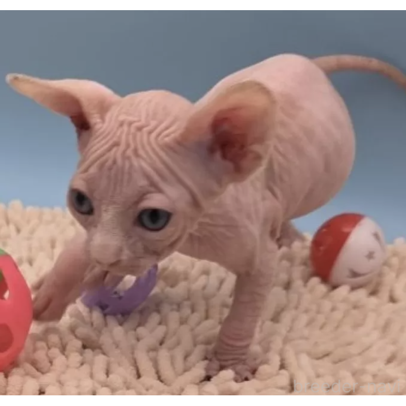 販売中の兵庫県のバンビーノ-131521の2枚目