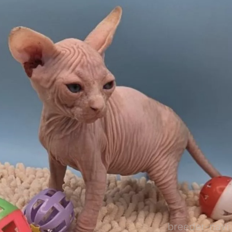 販売中の兵庫県のバンビーノ-131521の1枚目