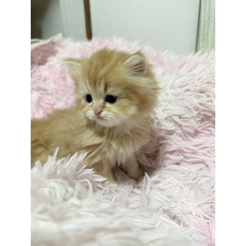 販売中の千葉県のペルシャ-131523の10枚目