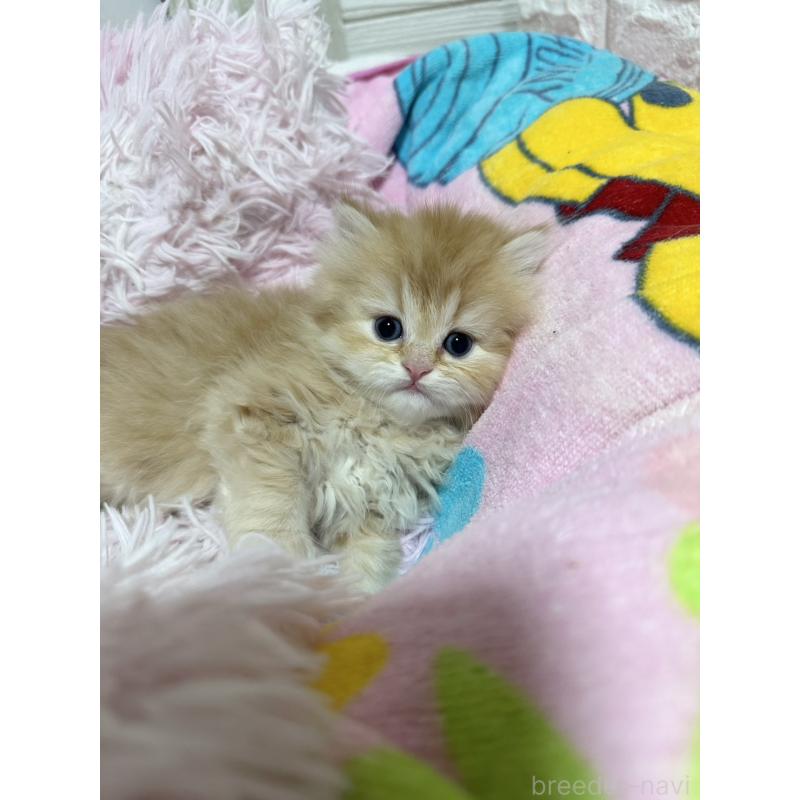 販売中の千葉県のペルシャ-131523の9枚目