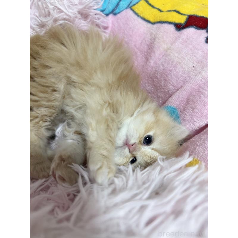 販売中の千葉県のペルシャ-131523の8枚目